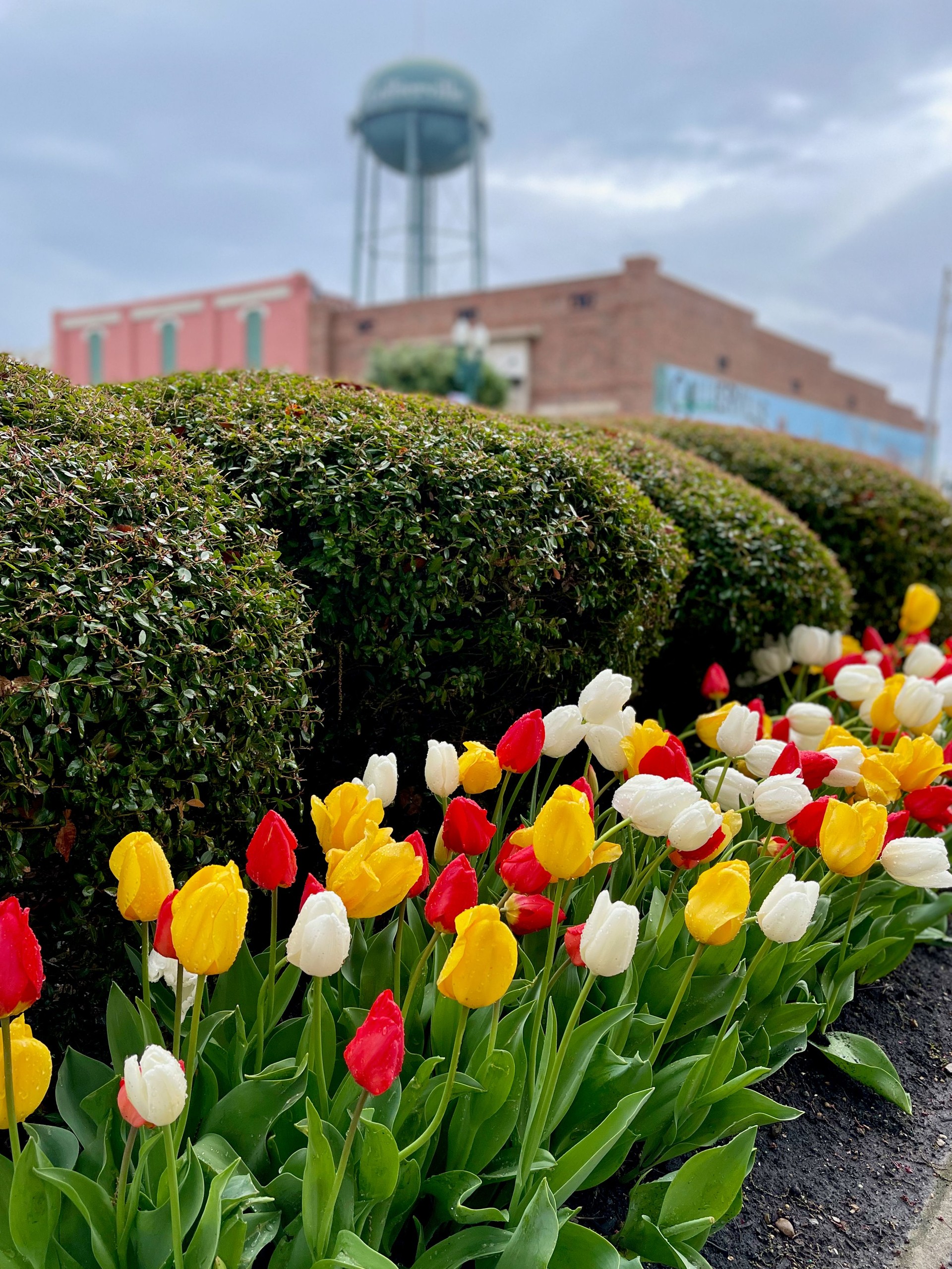 Collierville Town Square Tulips